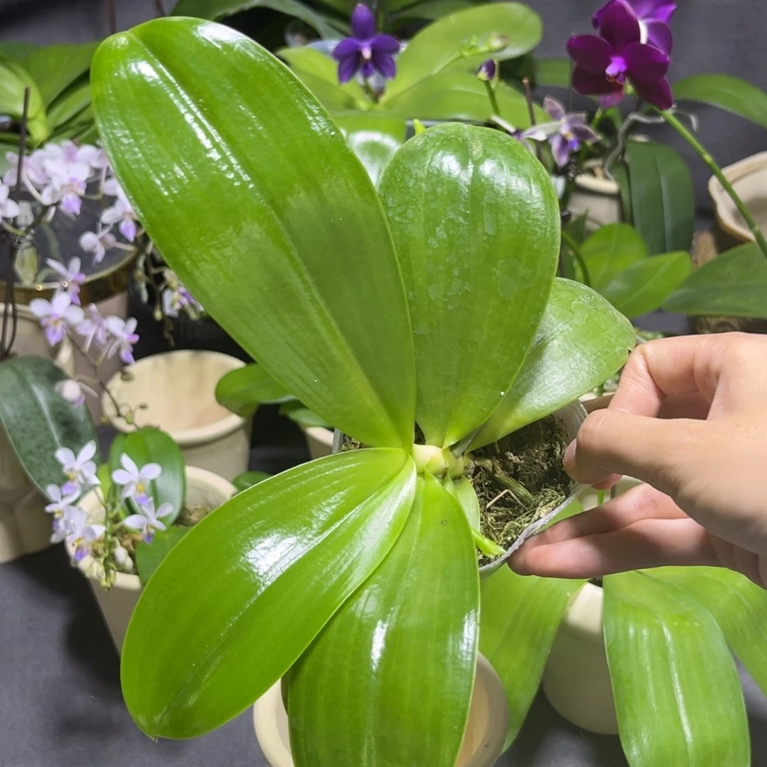 无花朵2.5寸黄金斑马抽梗苗
