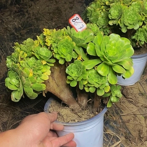 翡翠琉璃缀化老桩867号