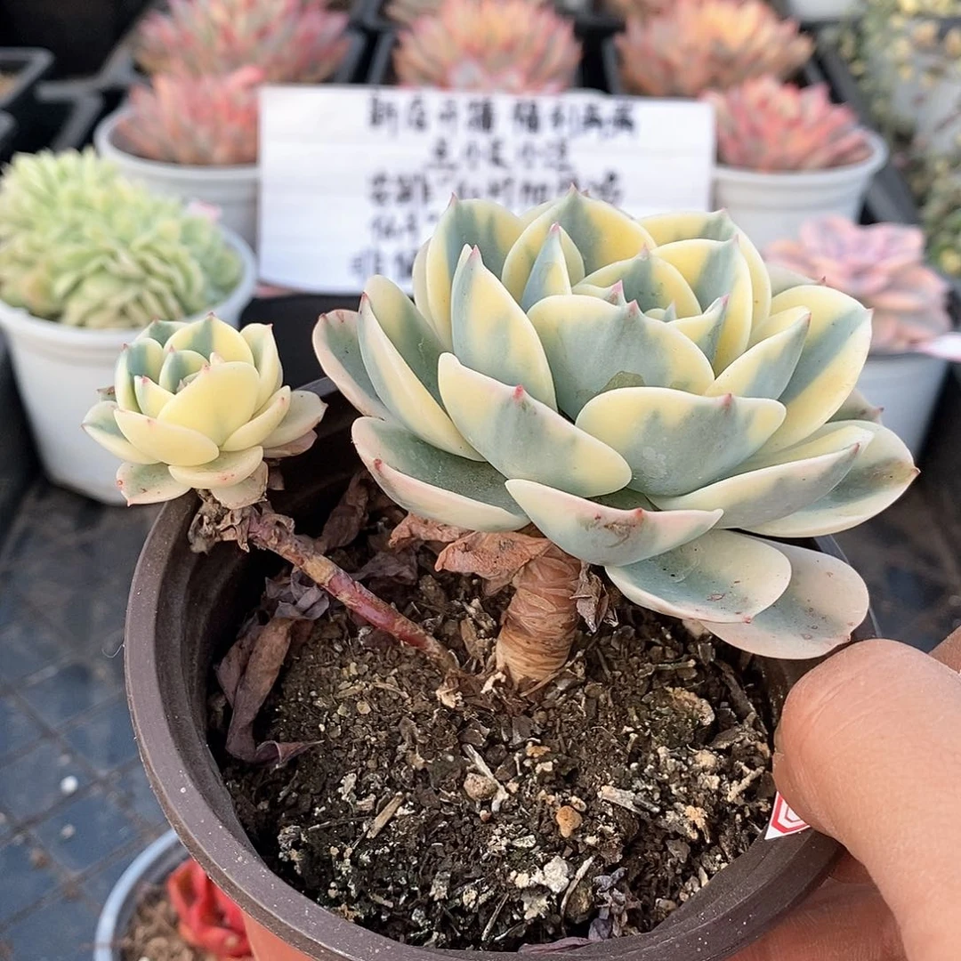 2003玉蝶锦多肉植物