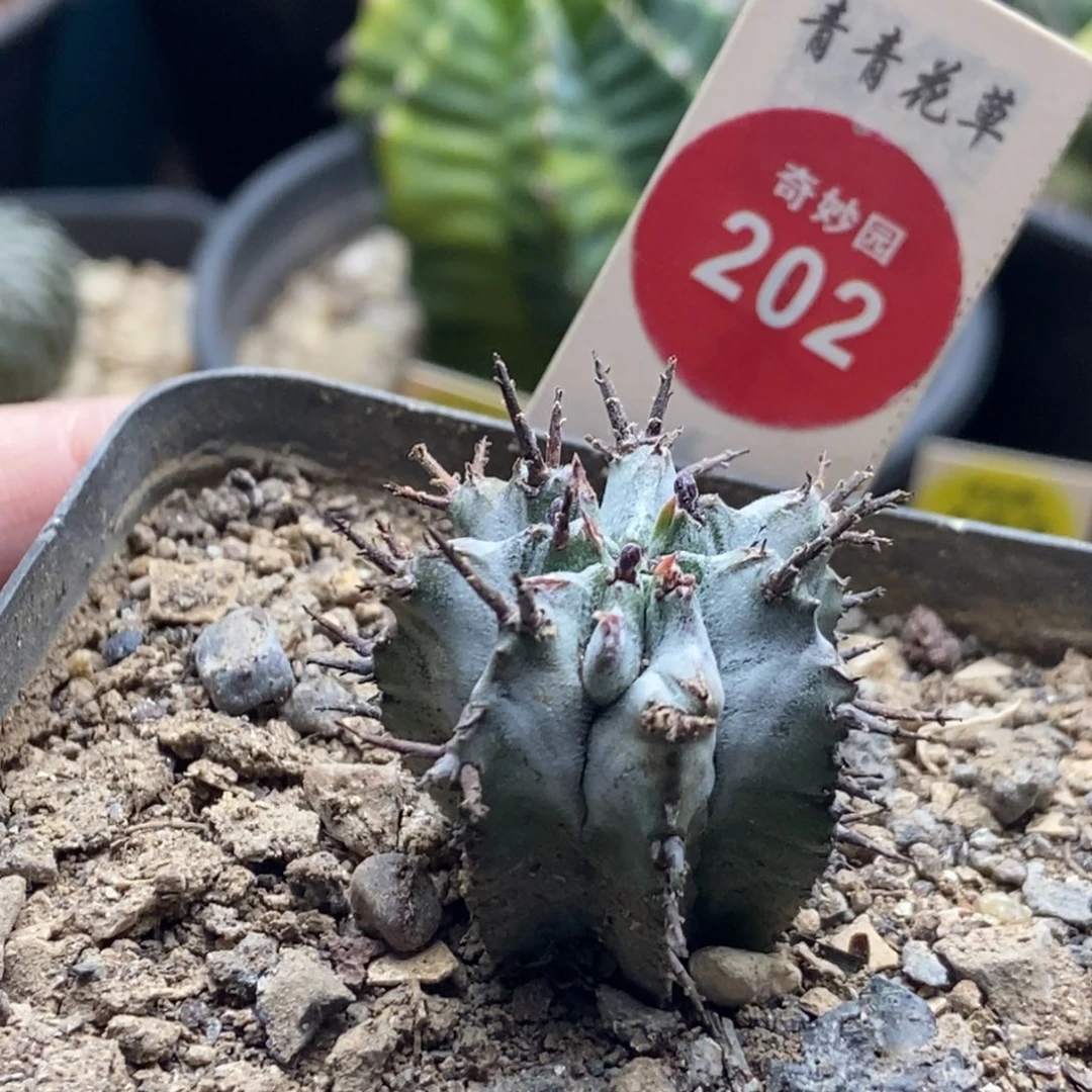 实生白衣魁伟玉一颗仙人球