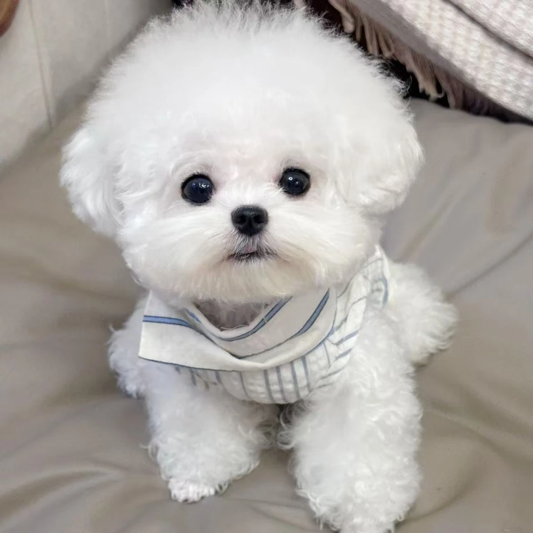 比熊宠物狗狗    蔬菜柚子 DD4福建省