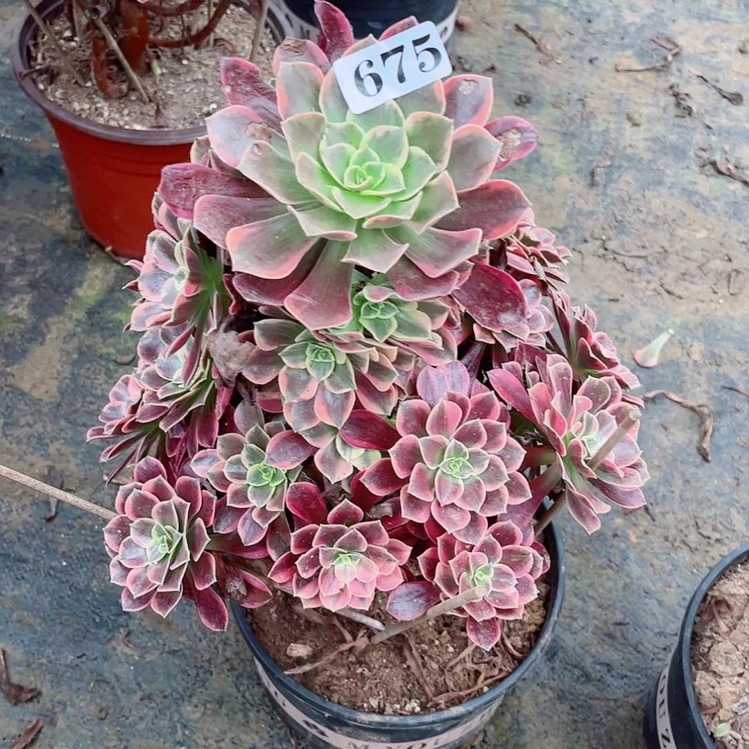 无花朵多肉植物675