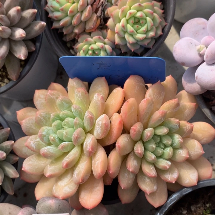 读肉哦租黑素727373773