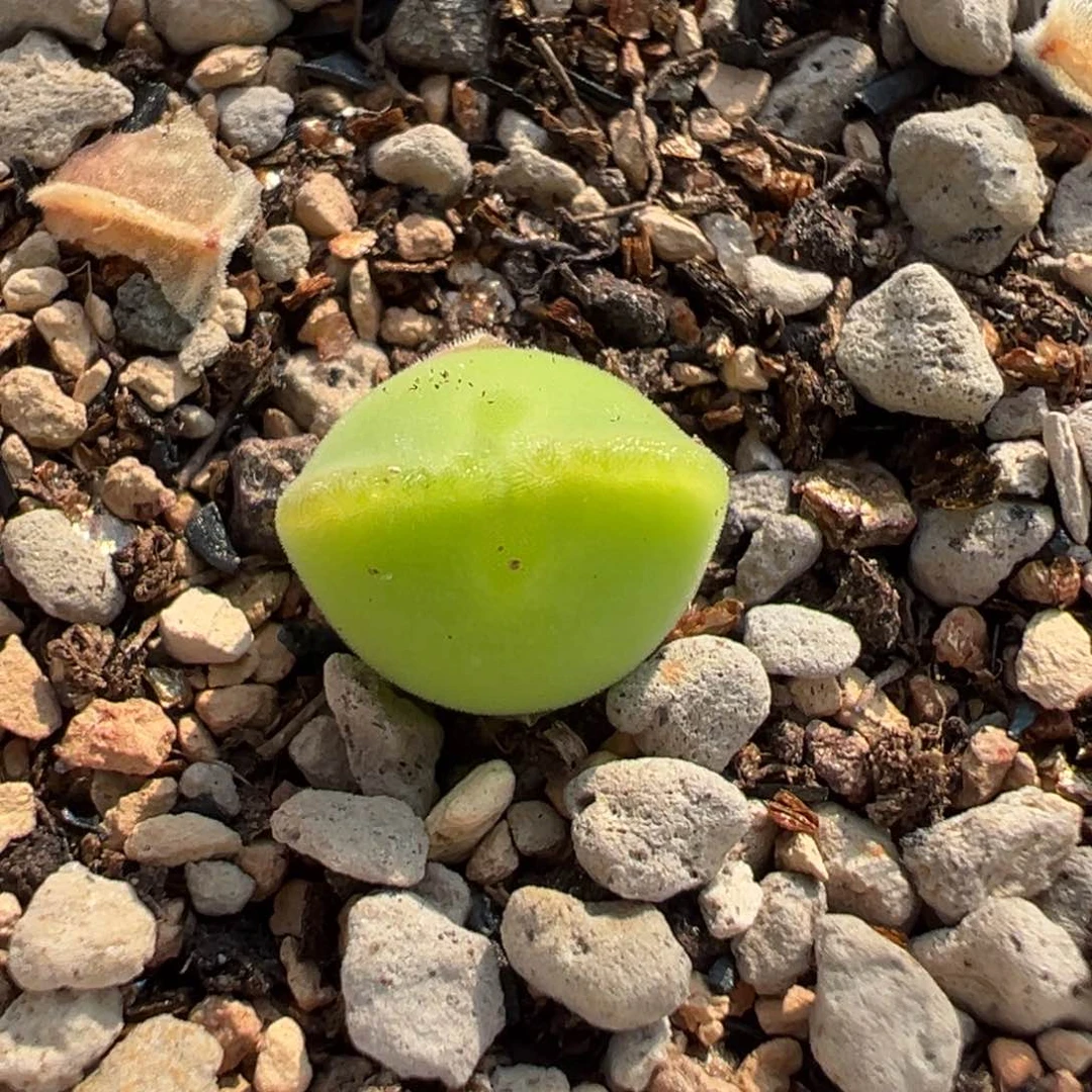 舞**蹈空蝉多肉多肉