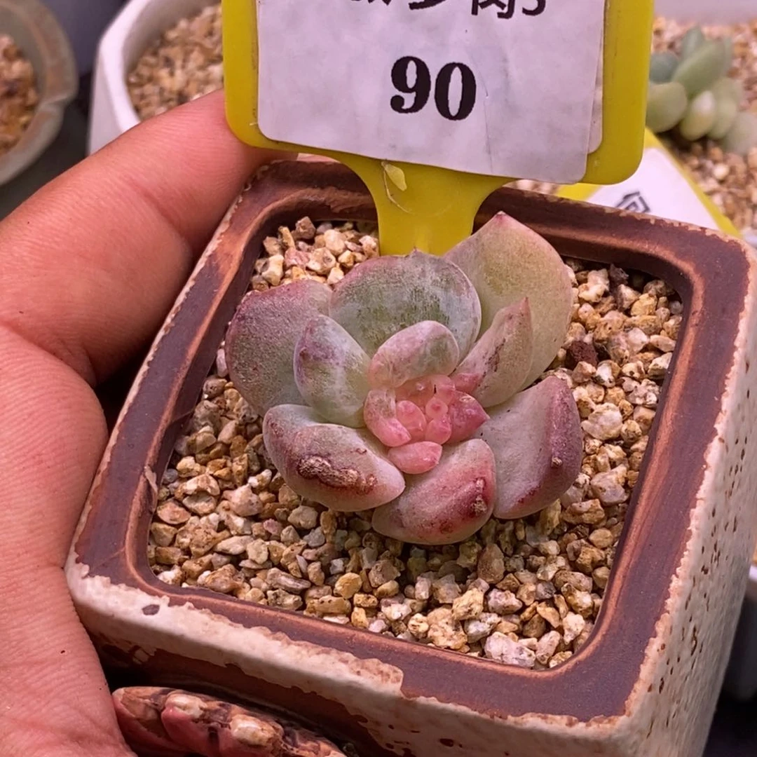 590糖心锦，带拉丝，优选