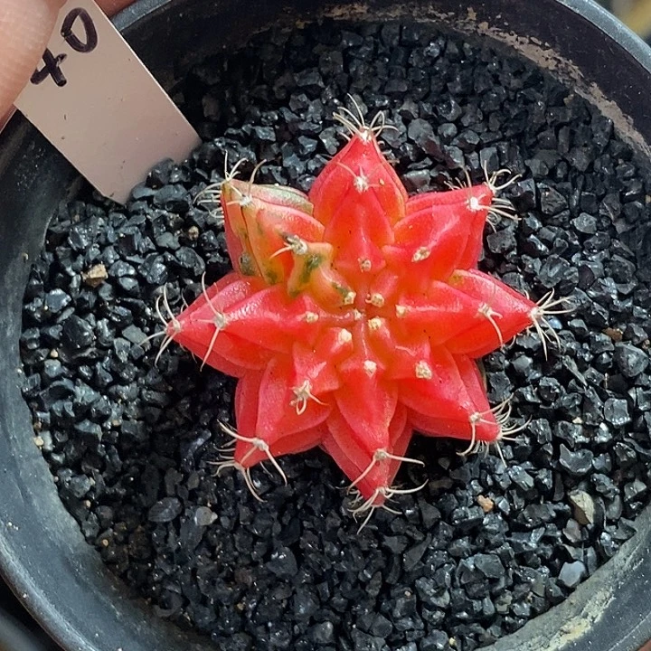精品米哈—脱土发货42