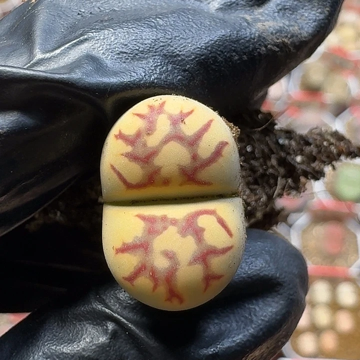 生石花1111212。  126