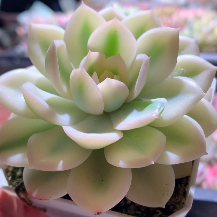 月亮仙子宽覆轮锦
