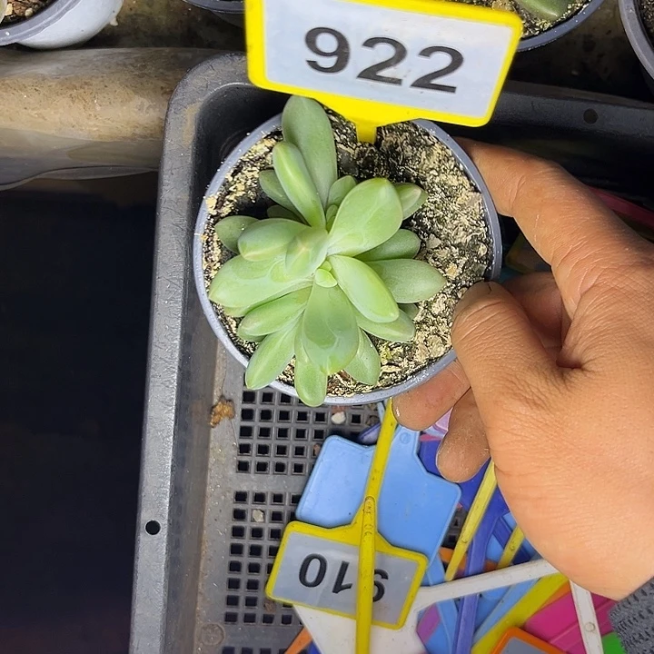 多肉植物朵维奇922