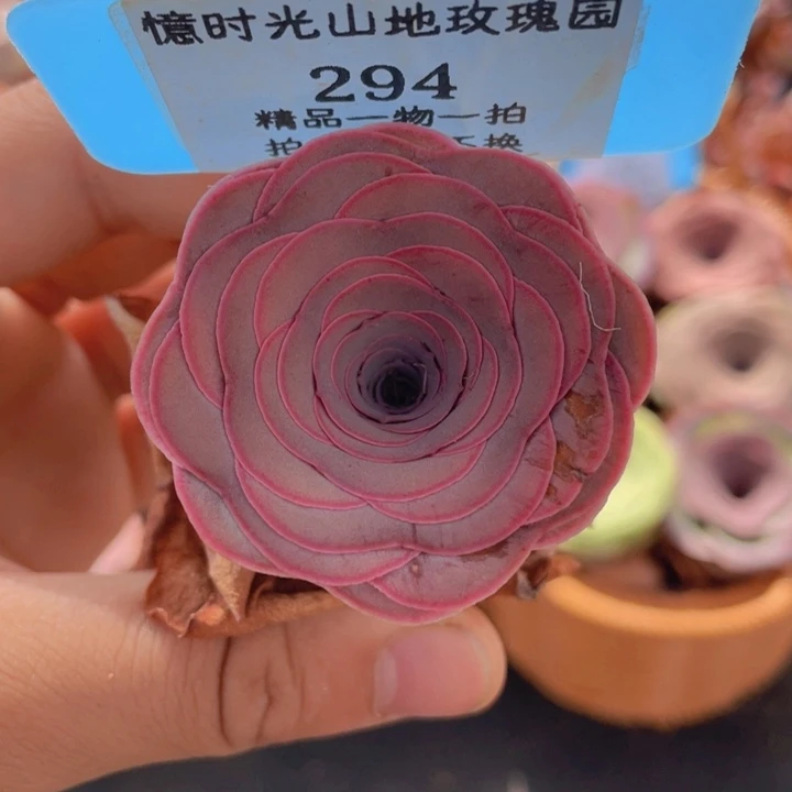 山地玫瑰294裸根发货不售后