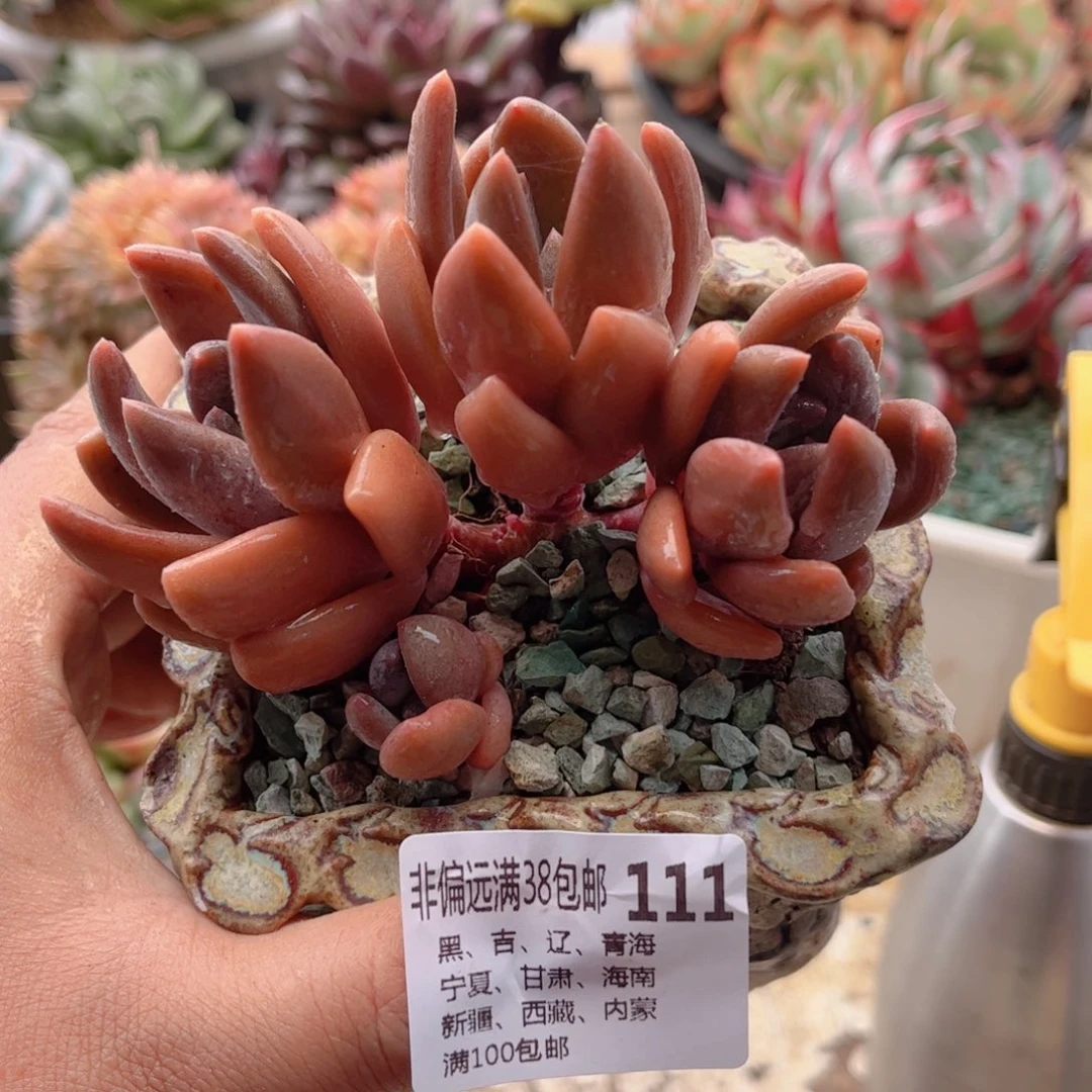 111黑加仑美人德华多肉