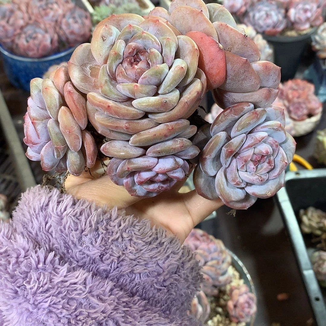 哈哈哈哈哈哈哈石榴籽