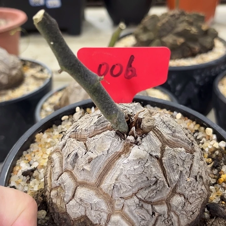 汤圆植物龟甲龙006