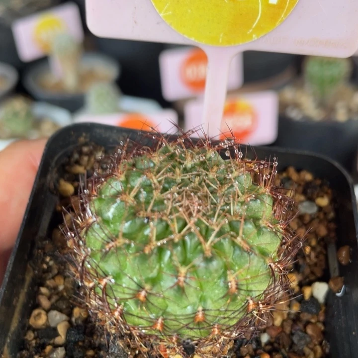 实生梦托莎一棵2761