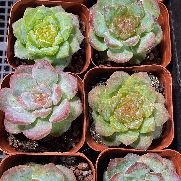 梦幻泡影3.8带盆土发货