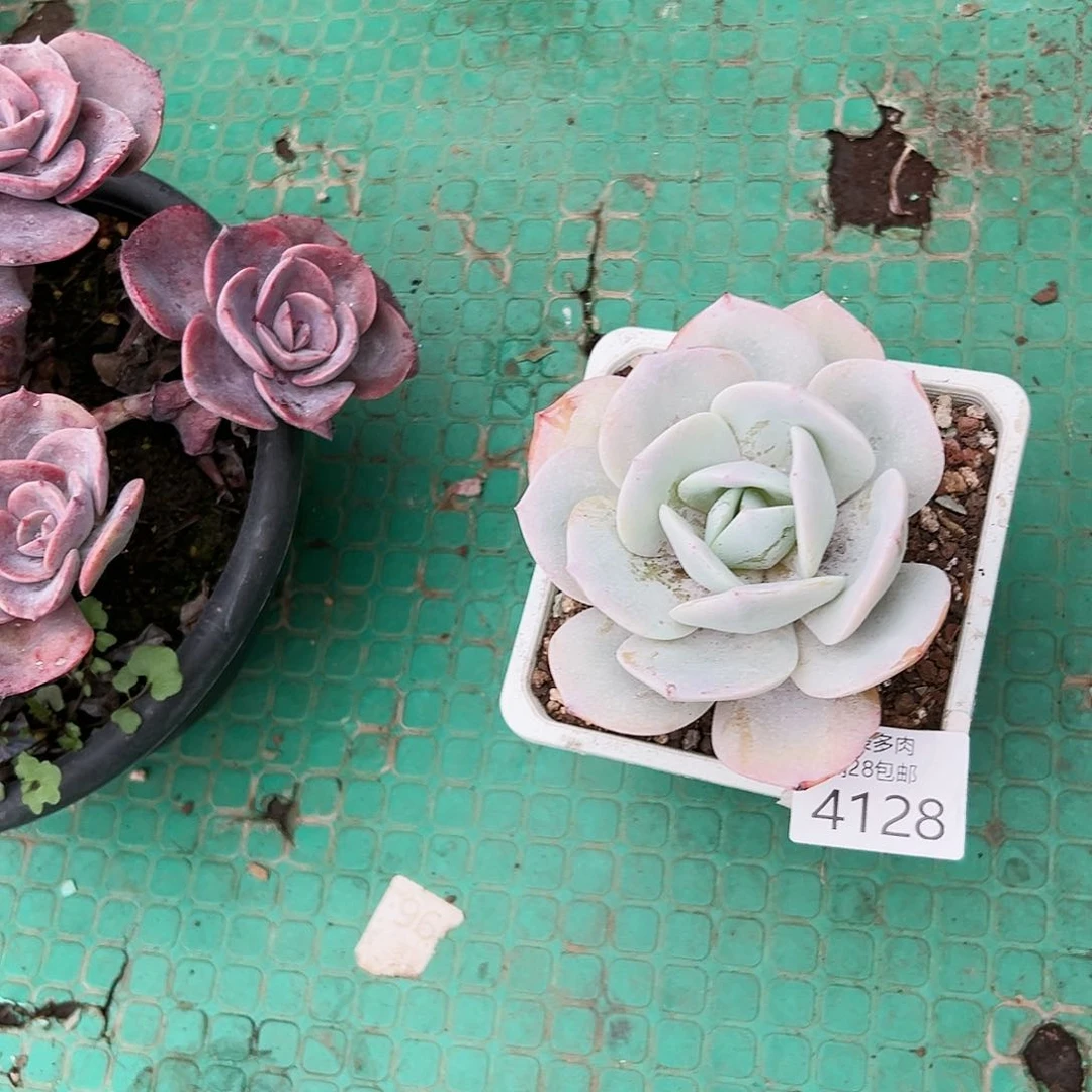 9号平**康我们的确是4128