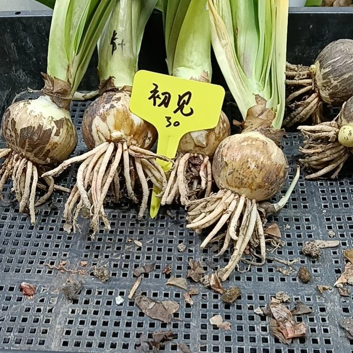 无花朵初见5+发一个