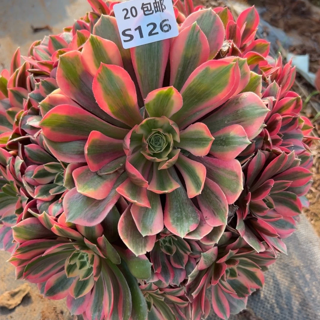 126女妖，满20包邮