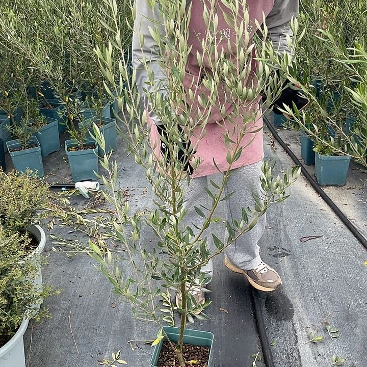 油橄榄1.5加仑一颗