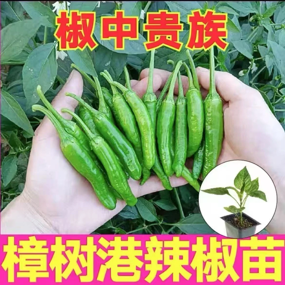 正宗樟树港辣椒苗秧苗四季种植地栽盆栽辣椒苗菜苗