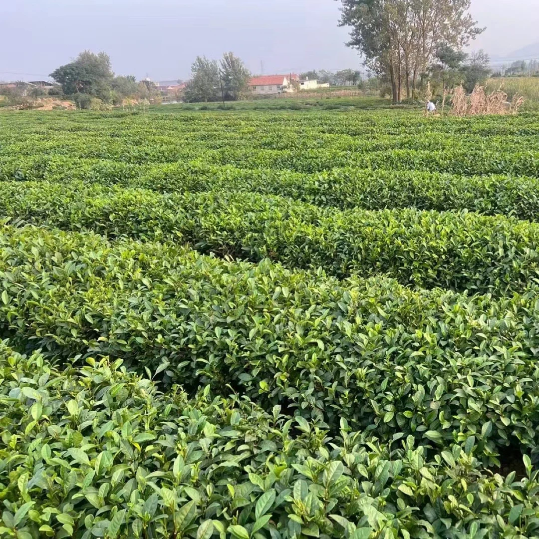 【秋茶尝鲜】露天一芽2叶小二细料