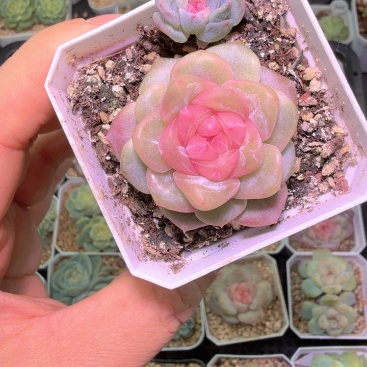 琥珀多肉植物特单头