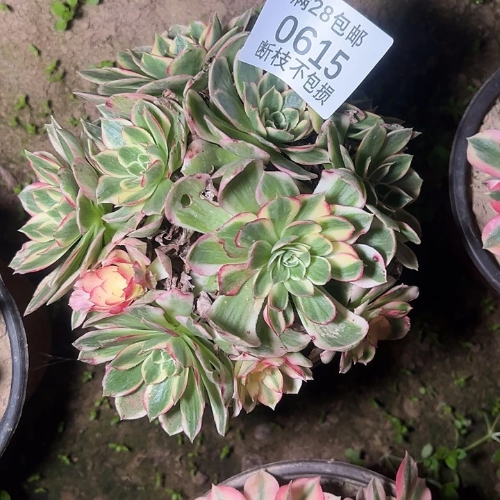 0615海仙多肉植物