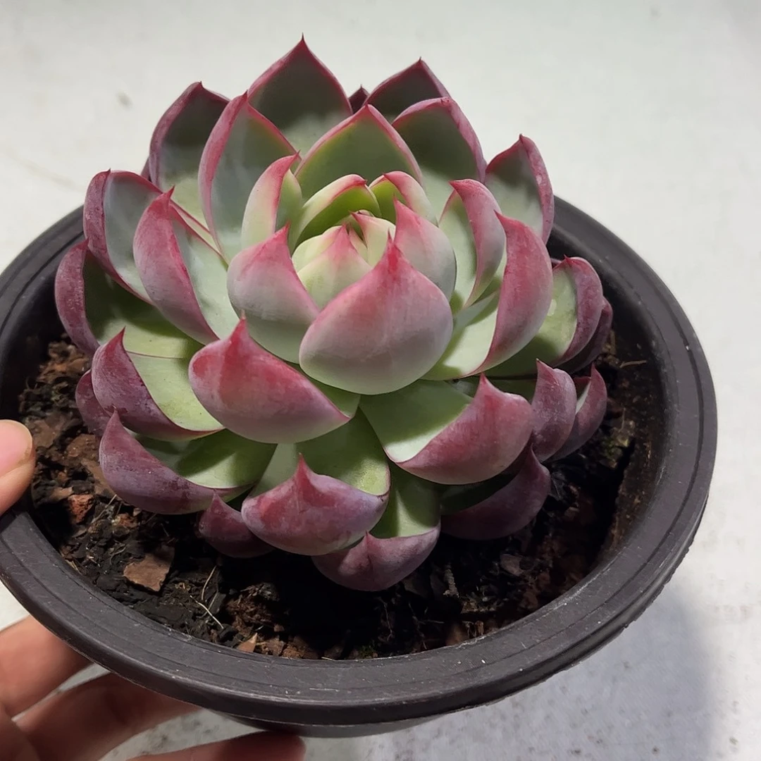 惊鸿仙子多肉植物