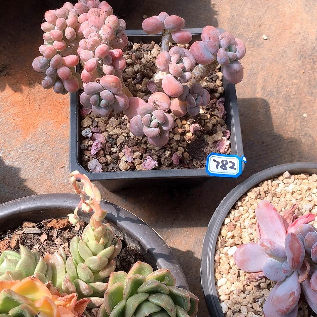 782汤圆缀化 一物一拍多肉