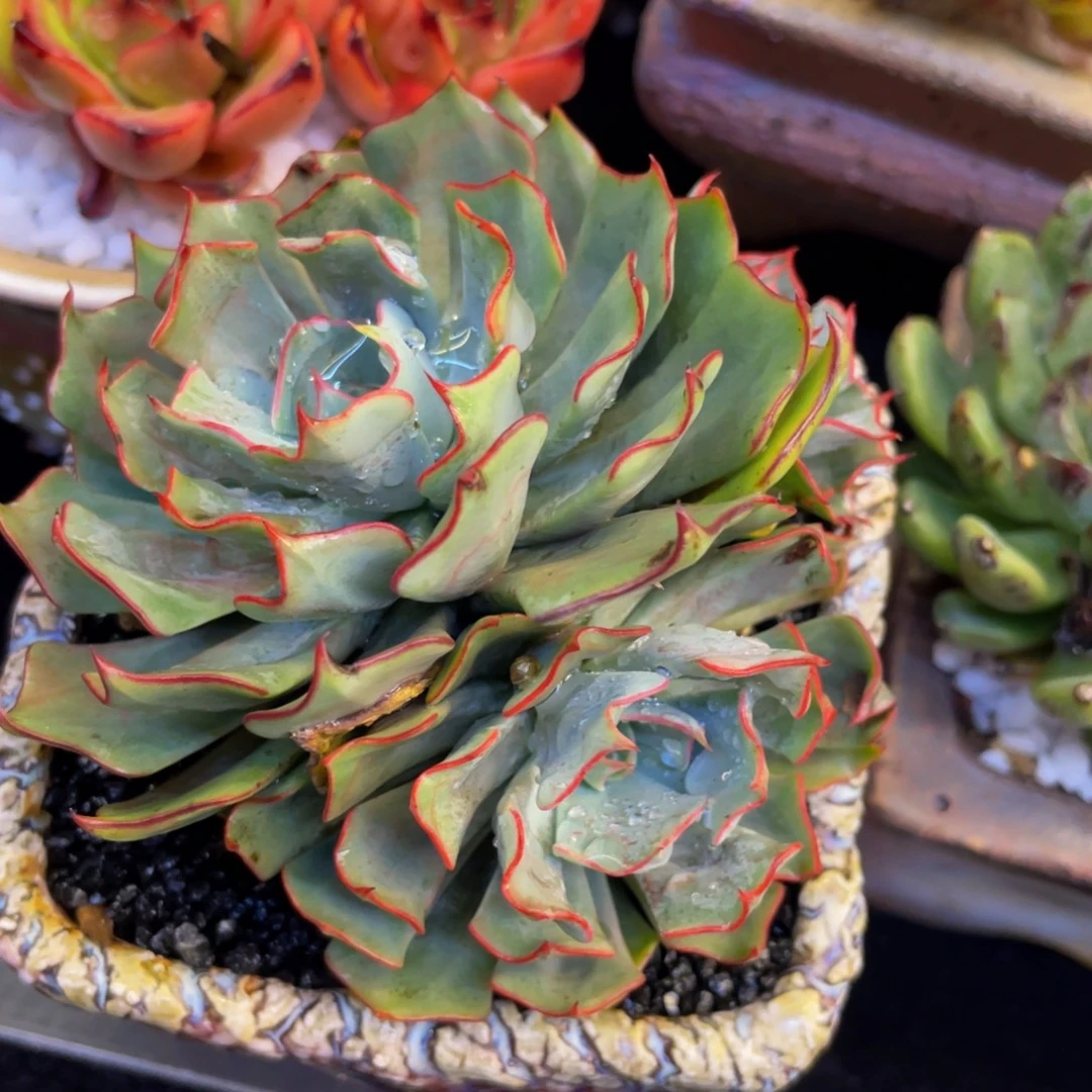 多肉植物盆栽多肉