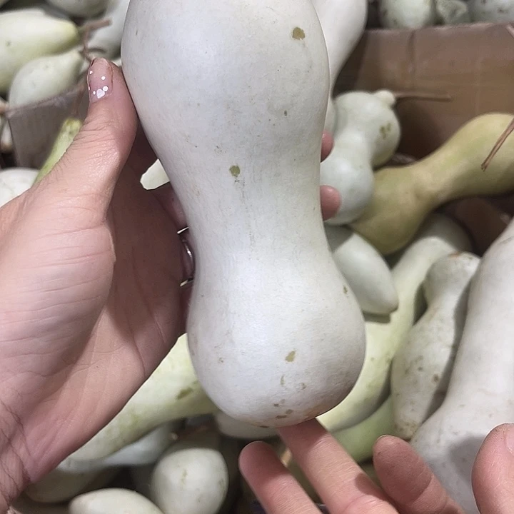 大果紫檀（缅甸花梨）小***了