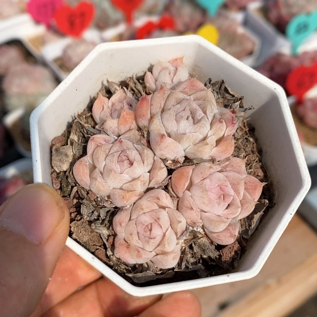 精品多肉一物一拍不包整431