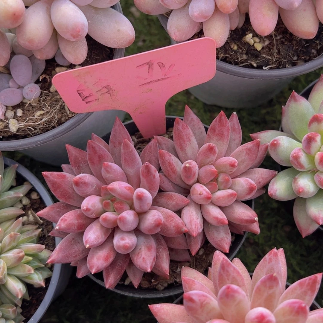 香玉的故事是一个人的故事吗