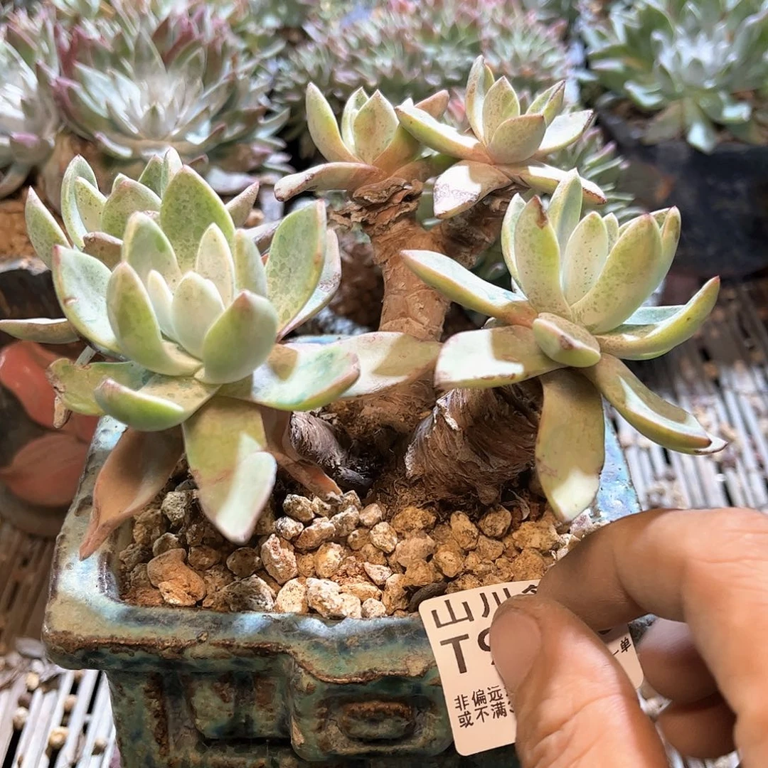 9086泡芙仙女杯多肉