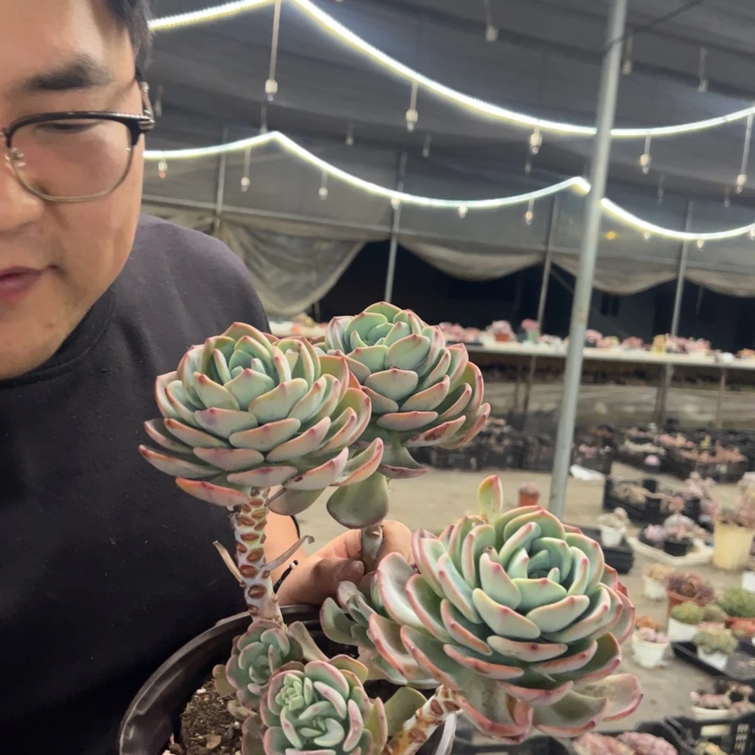 白月光大盆三头起发