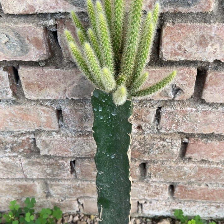 月***姐完全开放嫁接鼠尾紫色花