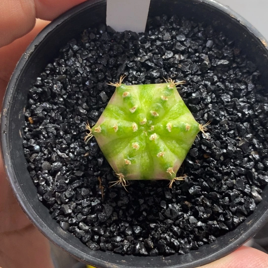 六棱海神—脱土发货34