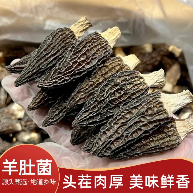 福建山货｜高山精品羊肚菌六妹 头茬4-6cm 产地直发煲汤火锅清炒
