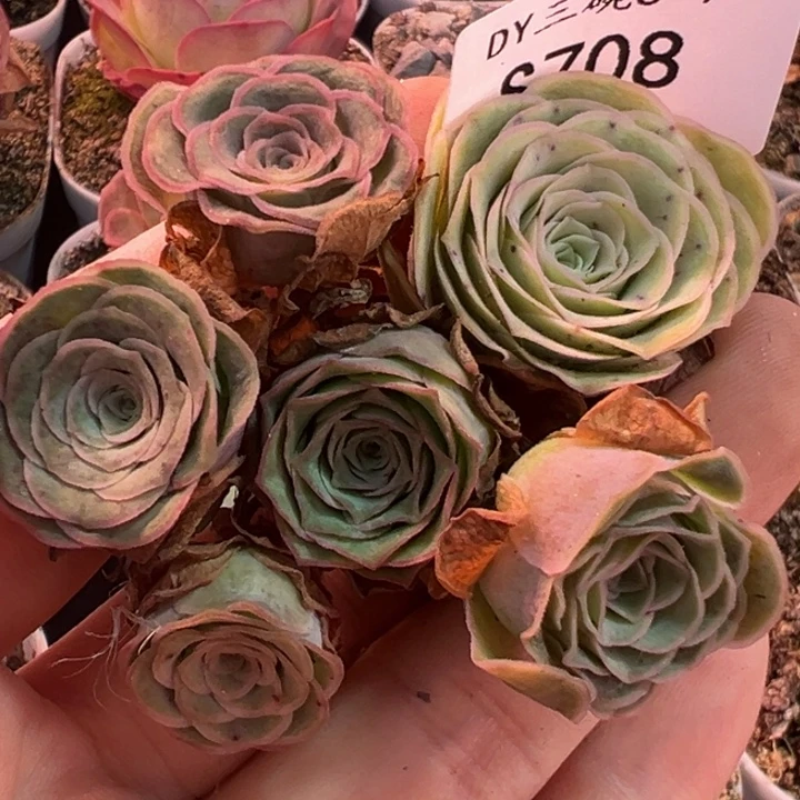 三碗708 小花朵脸组合