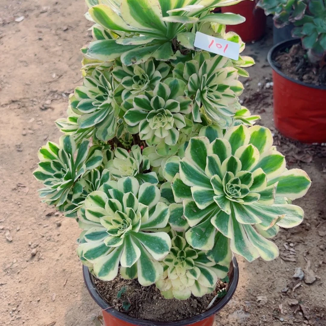 101白兰地多肉法师