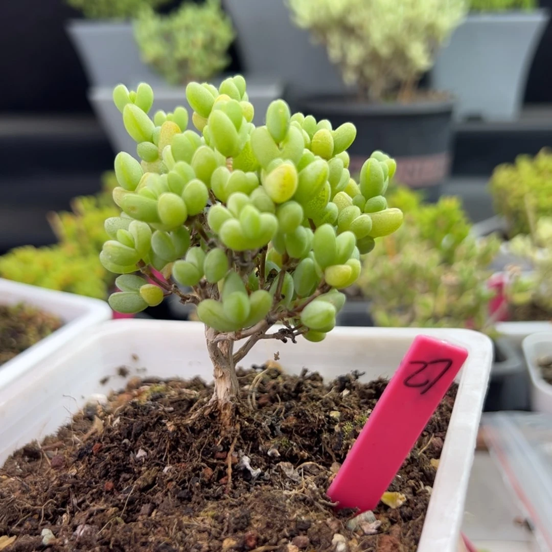 老桩元宝27号12cm盆