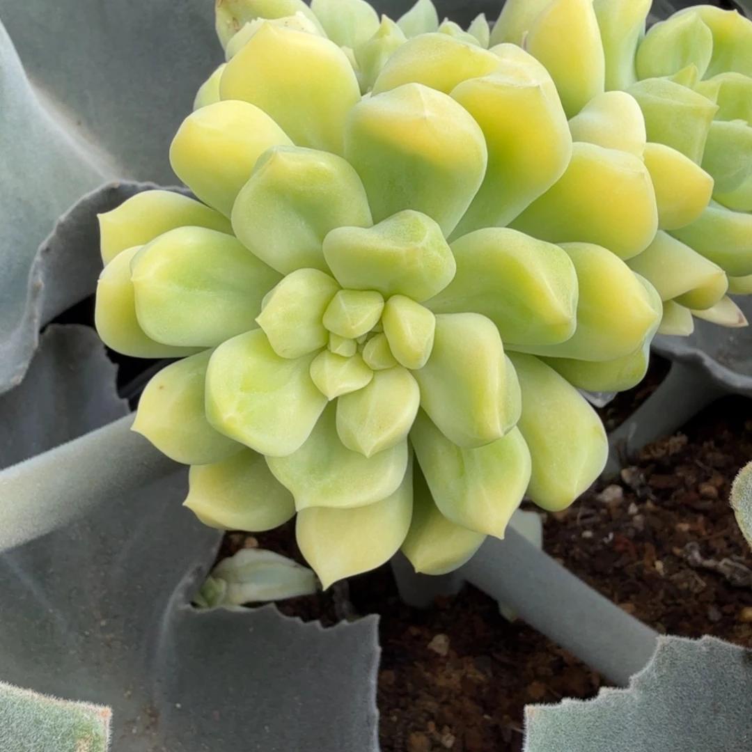 超级奶大侧芽锦上园艺一物一拍