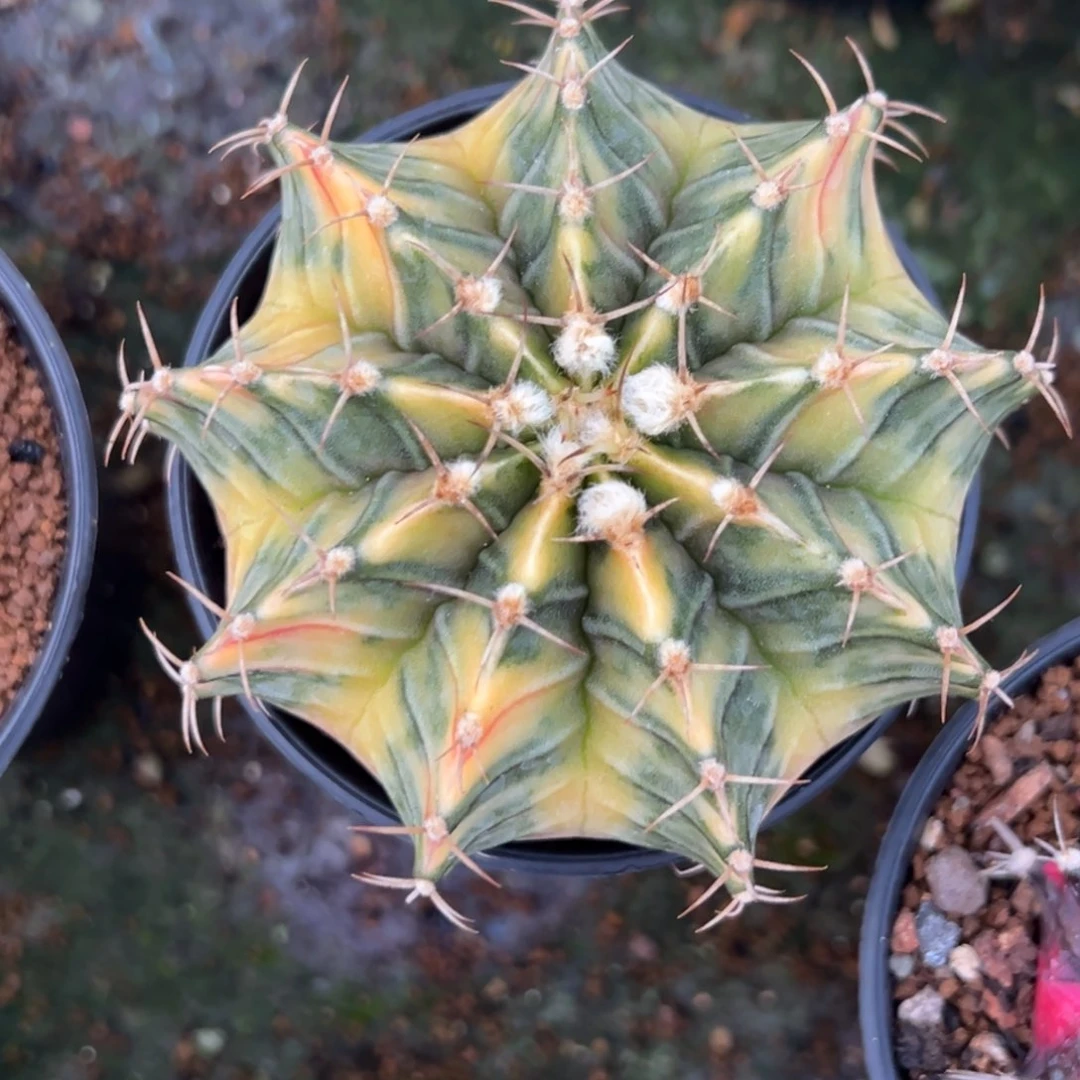 泰系肋骨锦实生，带盆土发货