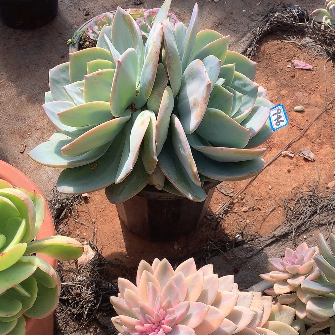 946凤 一物一拍多肉