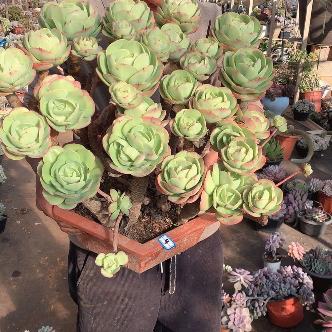 04碧桃 一物一拍多肉