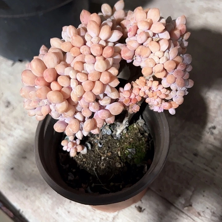 小**语516多肉植物组合为您打造出