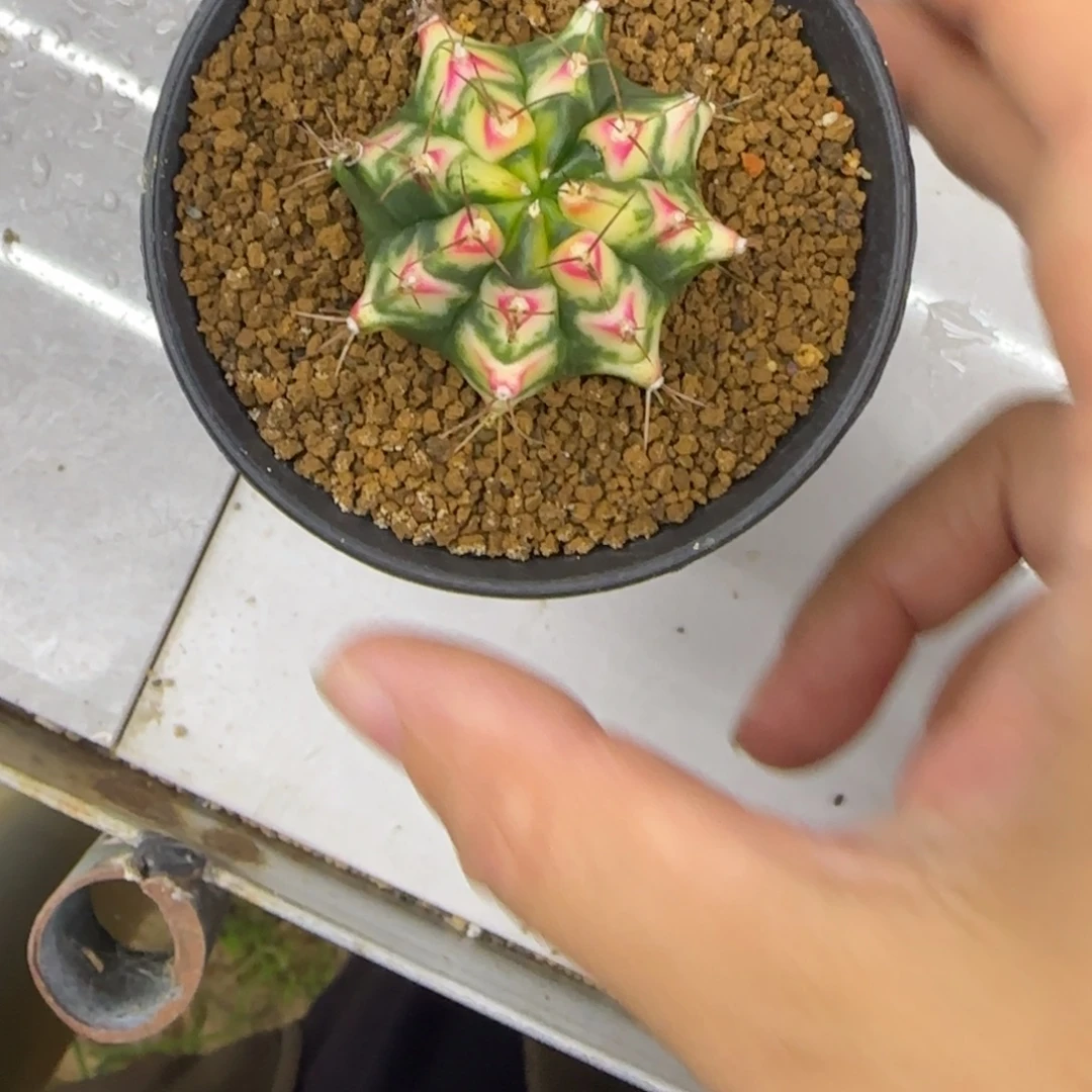 雷***子花田1111111111111