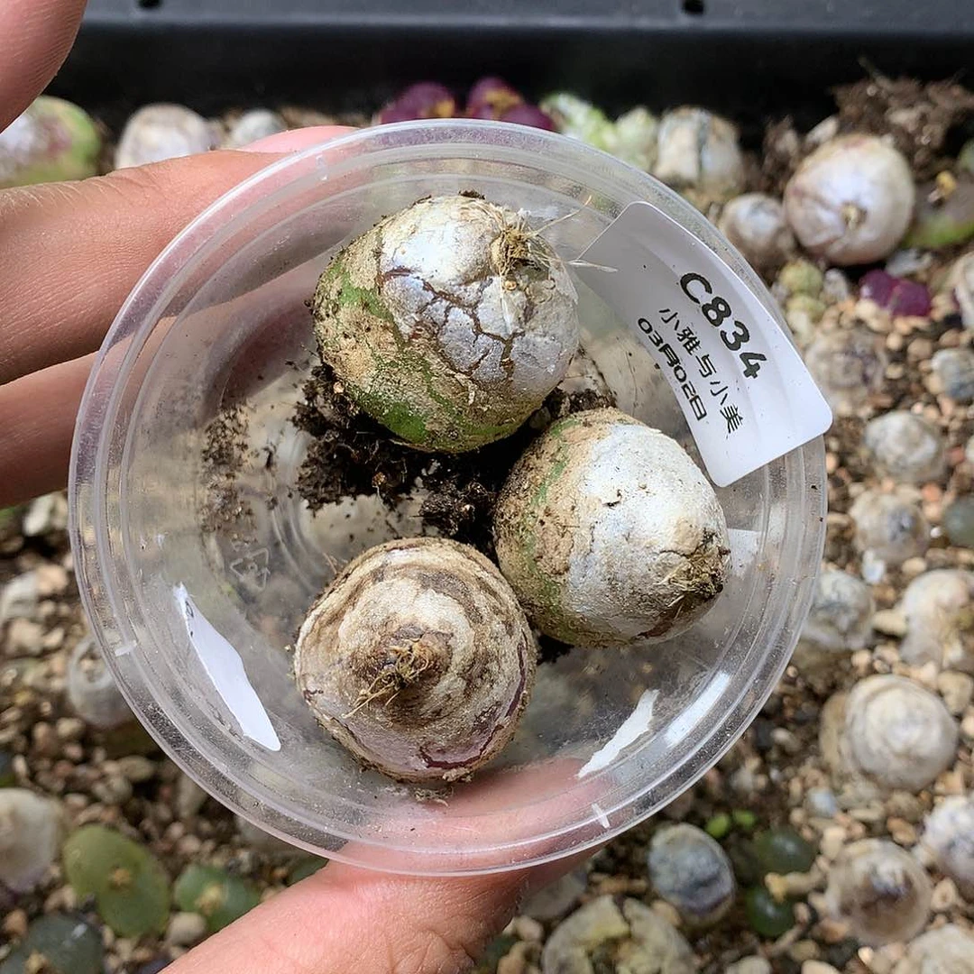 小****人C834多肉植物保护