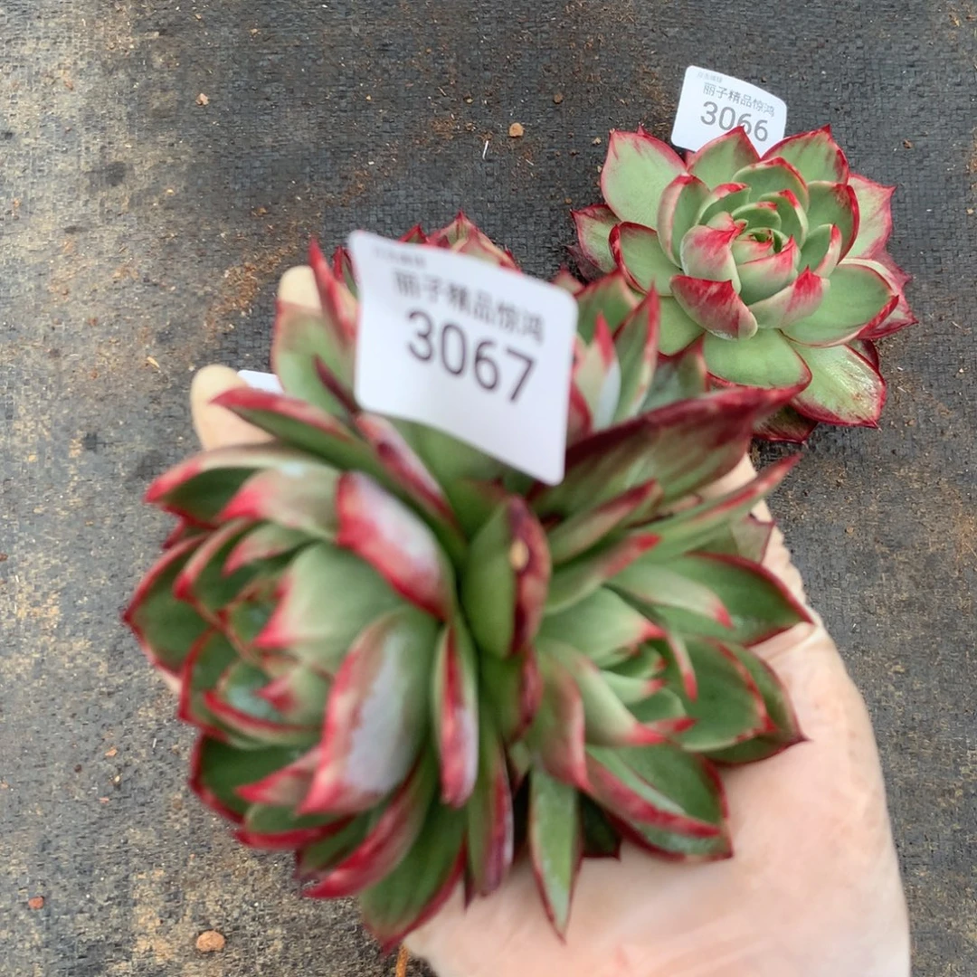 3067一物一拍11厘米