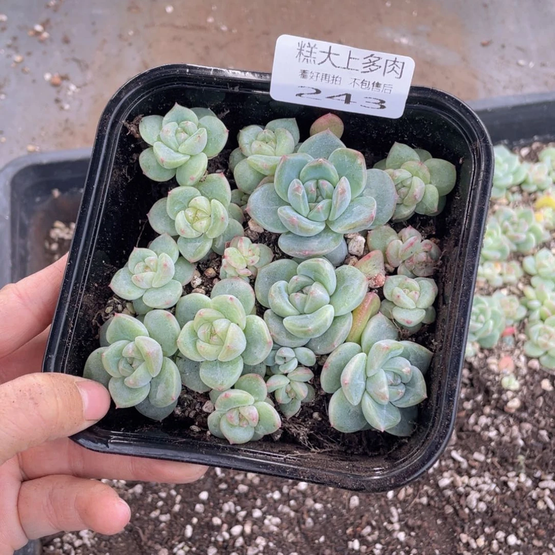 糕大上多肉植物243